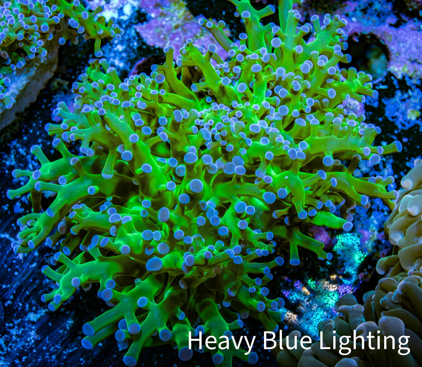Ultra Blue Tip Neon Green Stem Reverse Frogspawn Coral - WYSIWYG 5cm Ultra Blue Tip Neon Green Stem Reverse Frogspawn Coral - WYSIWYG 5cm LPS Ultra Blue Tip Neon Green Stem Reverse Frogspawn Coral - WYSIWYG 5cm Zeo Box Reef