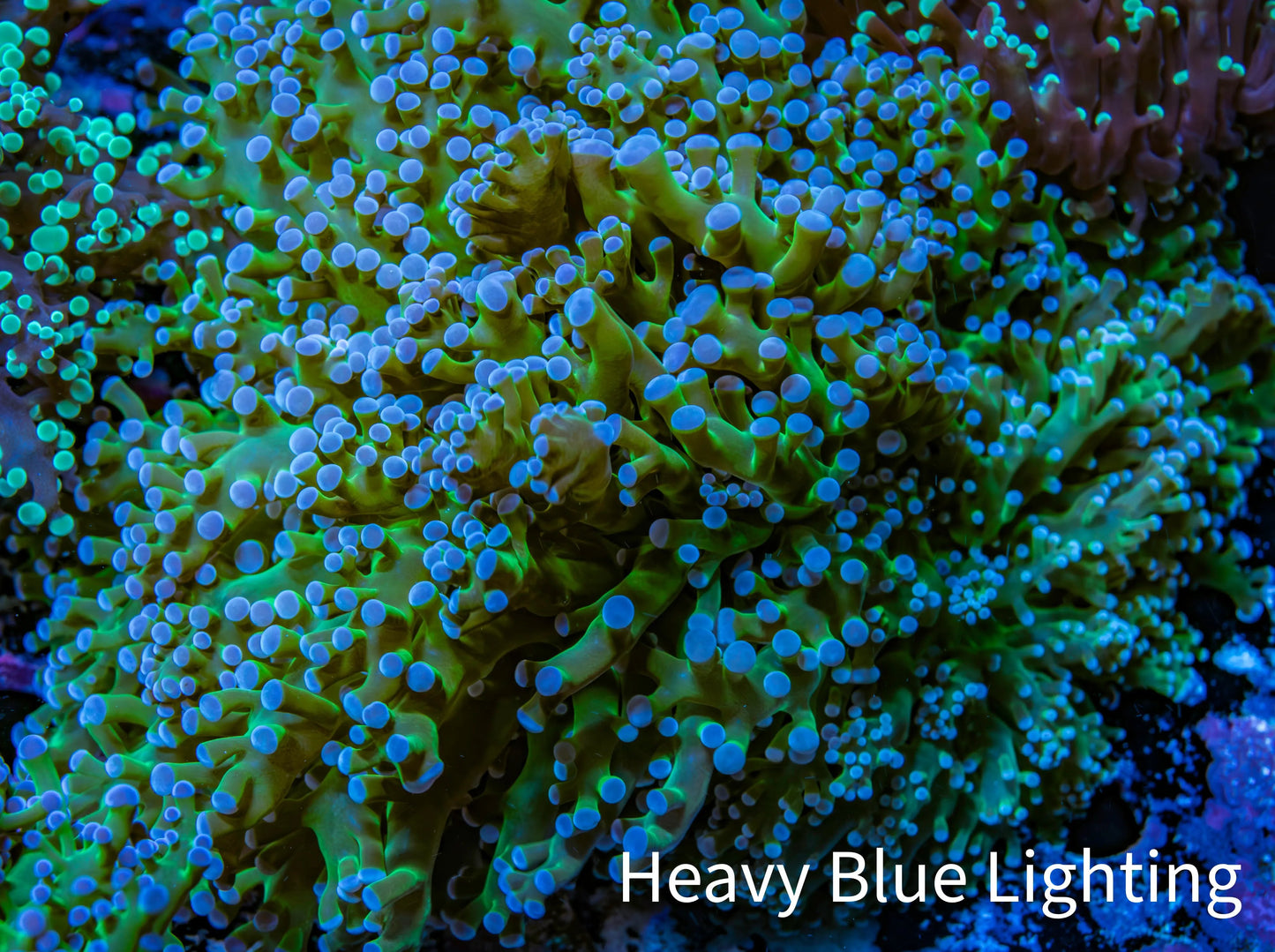 Ultra Blue Tip Neon Green Stem Reverse Frogspawn Coral - WYSIWYG 9cm D1R5B1 Ultra Blue Tip Neon Green Stem Reverse Frogspawn Coral - WYSIWYG 9cm D1R5B1 LPS Ultra Blue Tip Neon Green Stem Reverse Frogspawn Coral - WYSIWYG 9cm D1R5B1 Zeo Box Reef