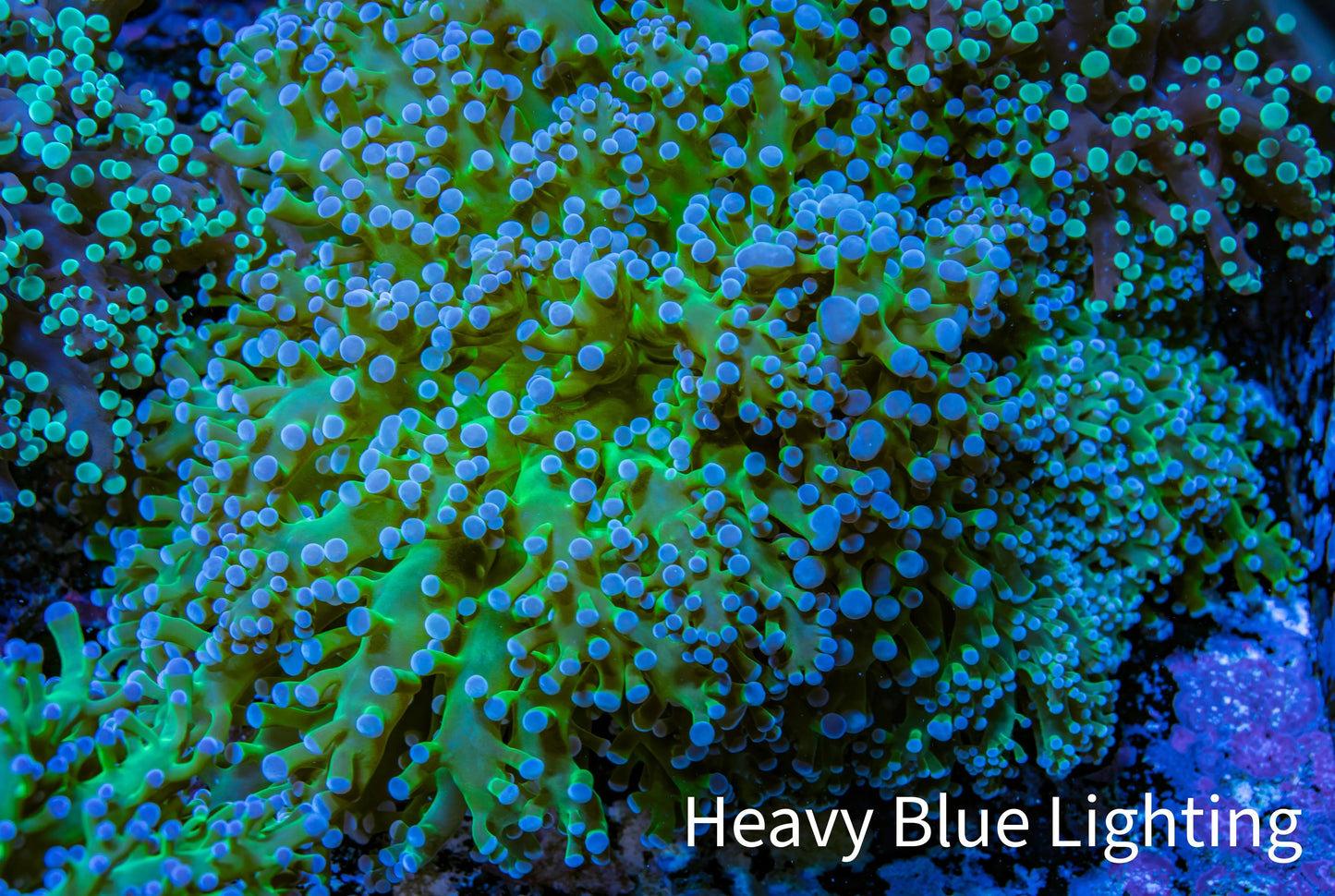 Ultra Blue Tip Neon Green Stem Reverse Frogspawn Coral - WYSIWYG 9cm D2R5B1 Ultra Blue Tip Neon Green Stem Reverse Frogspawn Coral - WYSIWYG 9cm D2R5B1 LPS Ultra Blue Tip Neon Green Stem Reverse Frogspawn Coral - WYSIWYG 9cm D2R5B1 Zeo Box Reef