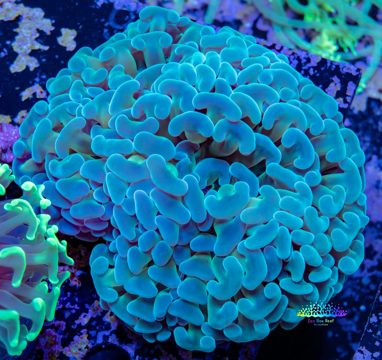 Ultra Blue Tip Toxic Green Stem Hammer Coral WYSIWYG 8cm Ultra Blue Tip Toxic Green Stem Hammer Coral WYSIWYG 8cm Aquarium Decor Ultra Blue Tip Toxic Green Stem Hammer Coral WYSIWYG 8cm Zeo Box Reef