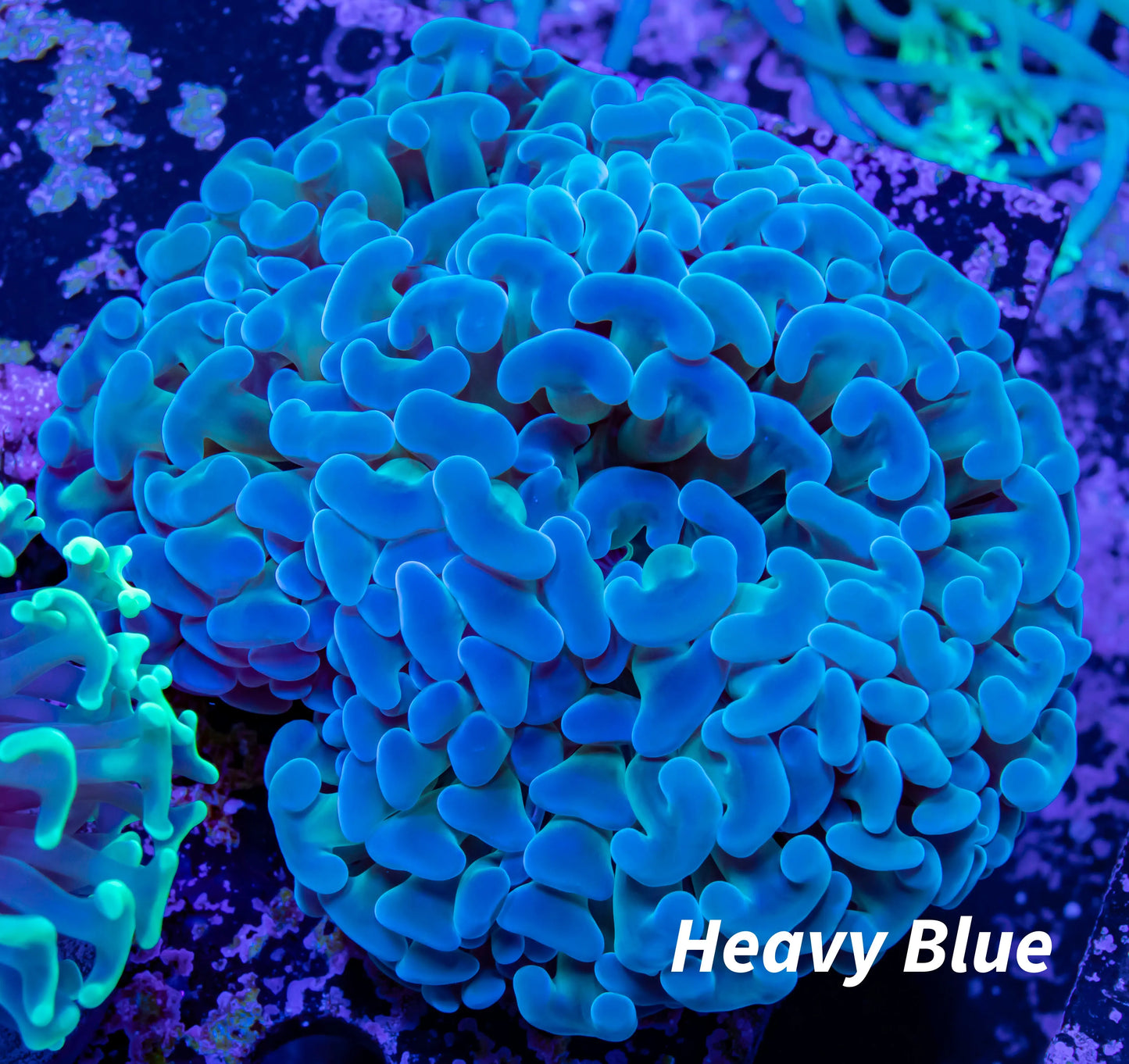 Ultra Blue Tip Toxic Green Stem Hammer Coral WYSIWYG 8cm Ultra Blue Tip Toxic Green Stem Hammer Coral WYSIWYG 8cm Aquarium Decor Ultra Blue Tip Toxic Green Stem Hammer Coral WYSIWYG 8cm Zeo Box Reef