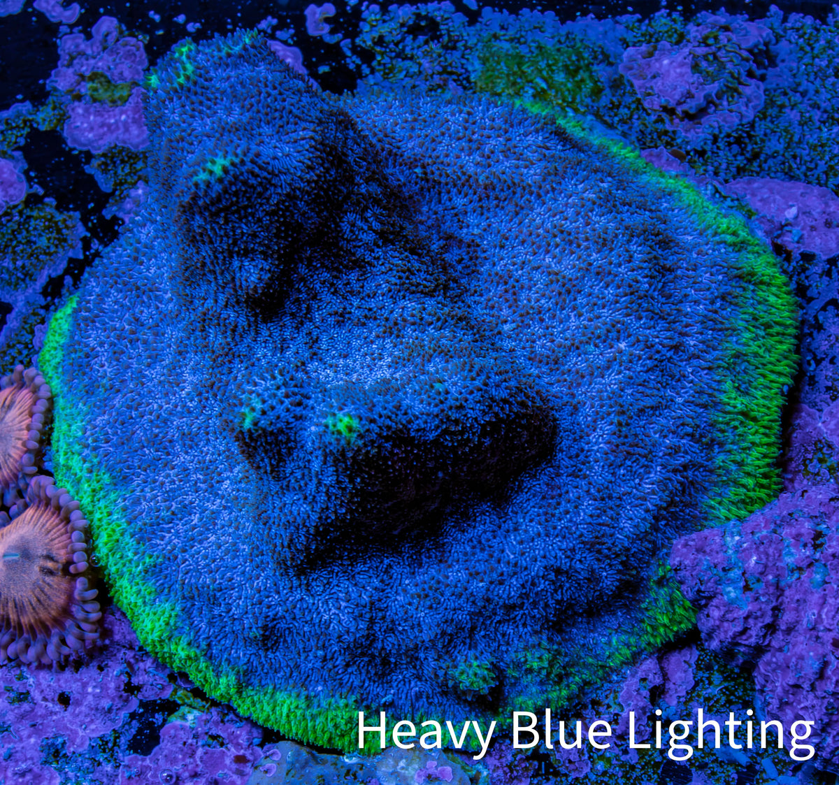 Ultra Blue & Green Psammocora Coral Frag, WYSIWYG Ultra Blue & Green Psammocora Coral Frag, WYSIWYG SPS Ultra Blue & Green Psammocora Coral Frag, WYSIWYG Zeo Box Reef