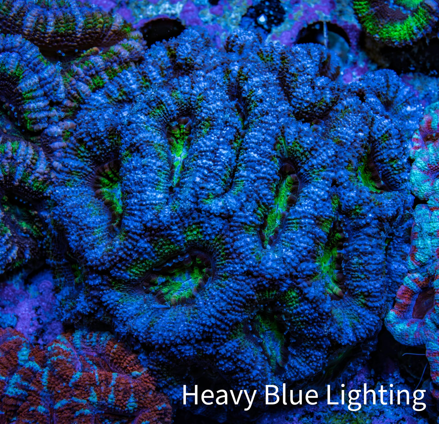 Ultra Blue and Green Acan Coral WYSIWYG 7cm B2R2B1 Ultra Blue and Green Acan Coral WYSIWYG 7cm B2R2B1 LPS Coral Ultra Blue and Green Acan Coral WYSIWYG 7cm B2R2B1 Zeo Box Reef