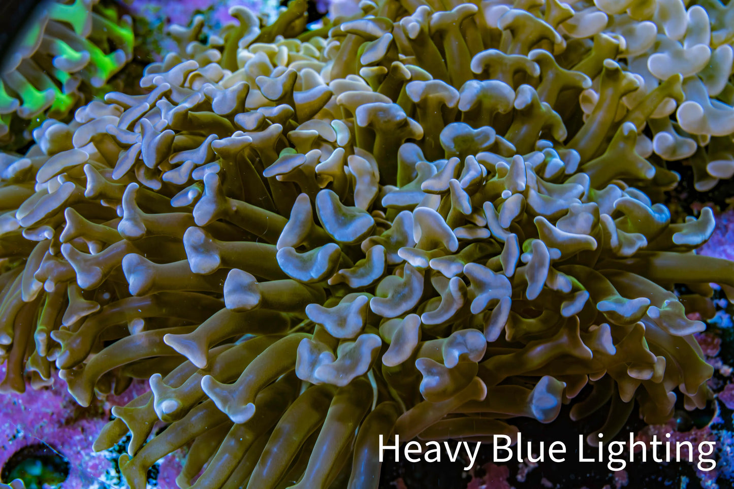 Ultra Blue and Lavender Tip Hammer Coral - WYSIWYG 10cm C4R5B1 Ultra Blue and Lavender Tip Hammer Coral - WYSIWYG 10cm C4R5B1 Aquarium Decor Ultra Blue and Lavender Tip Hammer Coral - WYSIWYG 10cm C4R5B1 Zeo Box Reef