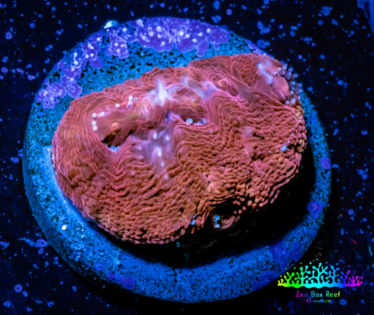 Ultra BowerBanki Coral - BowerBanki  Frag WYSIWYG Ultra BowerBanki Coral - BowerBanki  Frag WYSIWYG LPS Coral Ultra BowerBanki Coral - BowerBanki  Frag WYSIWYG Zeo Box Reef