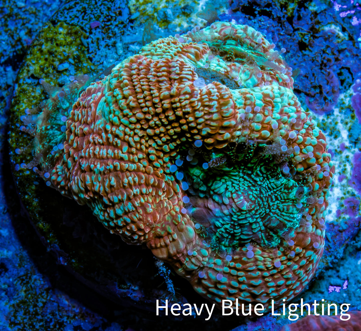 Ultra BowerBanki Coral - BowerBanki Frag Ultra BowerBanki Coral - BowerBanki Frag LPS Coral Ultra BowerBanki Coral - BowerBanki Frag Zeo Box Reef