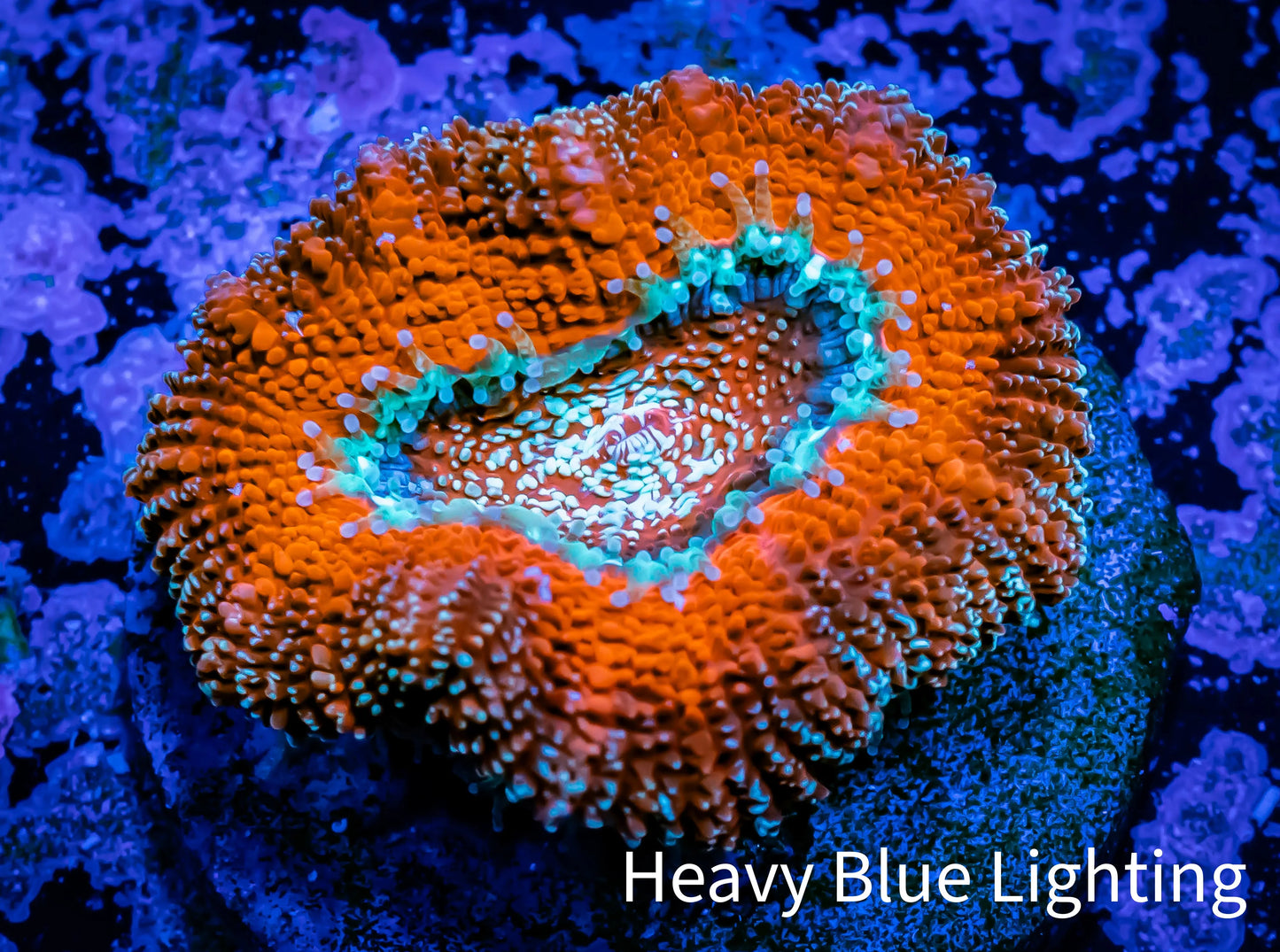 Ultra BowerBanki Coral - Frag WYSIWYG Ultra BowerBanki Coral - Frag WYSIWYG LPS Coral Ultra BowerBanki Coral - Frag WYSIWYG Zeo Box Reef