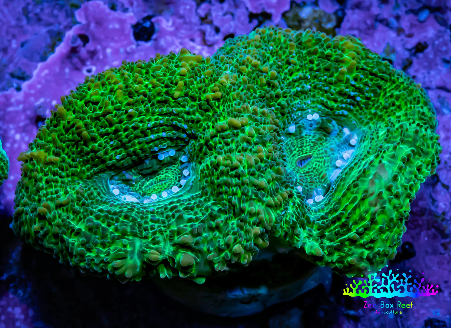 Ultra BowerBanki Coral - Green BowerBanki Frag Ultra BowerBanki Coral - Green BowerBanki Frag LPS Coral Ultra BowerBanki Coral - Green BowerBanki Frag Zeo Box Reef