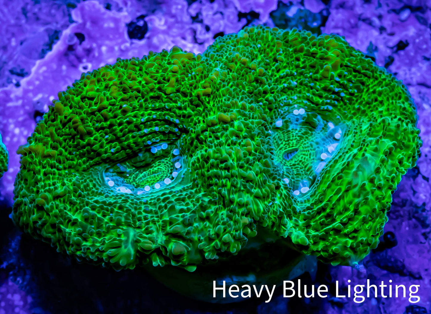Ultra BowerBanki Coral - Green BowerBanki Frag Ultra BowerBanki Coral - Green BowerBanki Frag LPS Coral Ultra BowerBanki Coral - Green BowerBanki Frag Zeo Box Reef