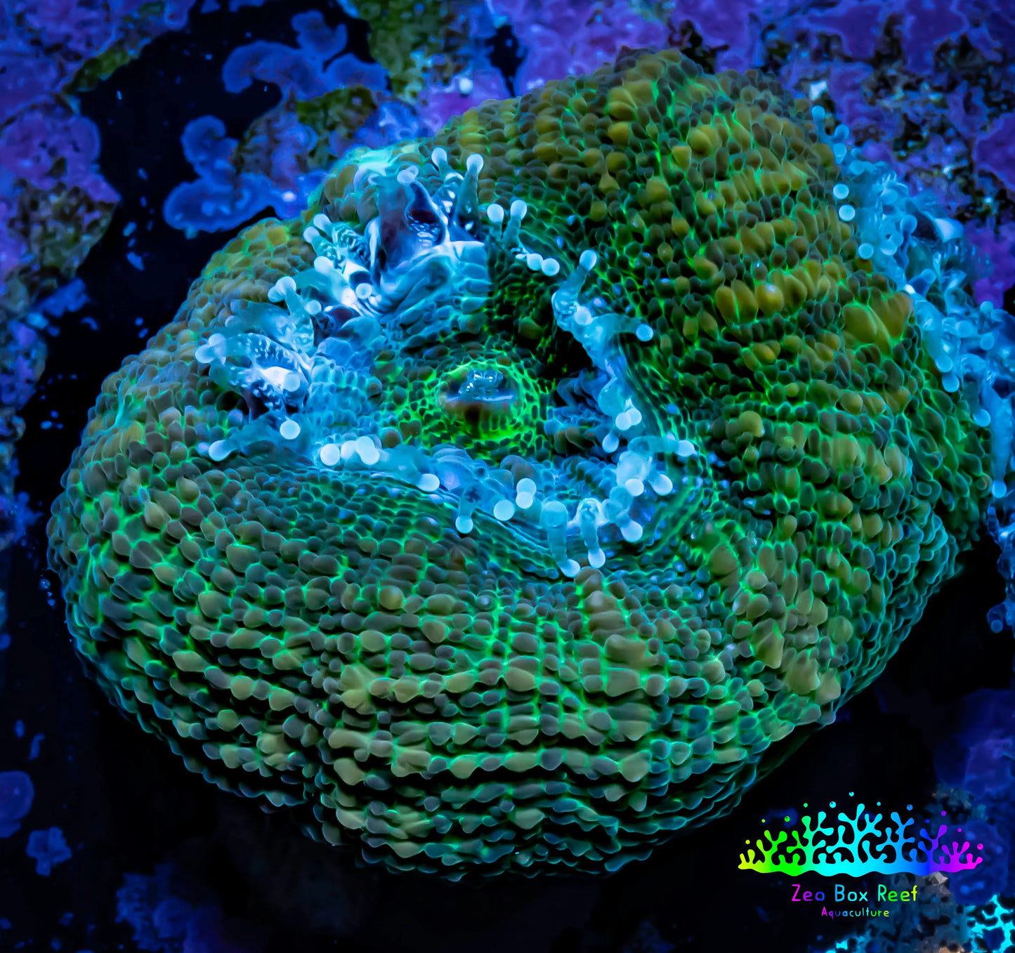 Ultra BowerBanki Coral - Green BowerBanki Frag Ultra BowerBanki Coral - Green BowerBanki Frag LPS Coral Ultra BowerBanki Coral - Green BowerBanki Frag Zeo Box Reef