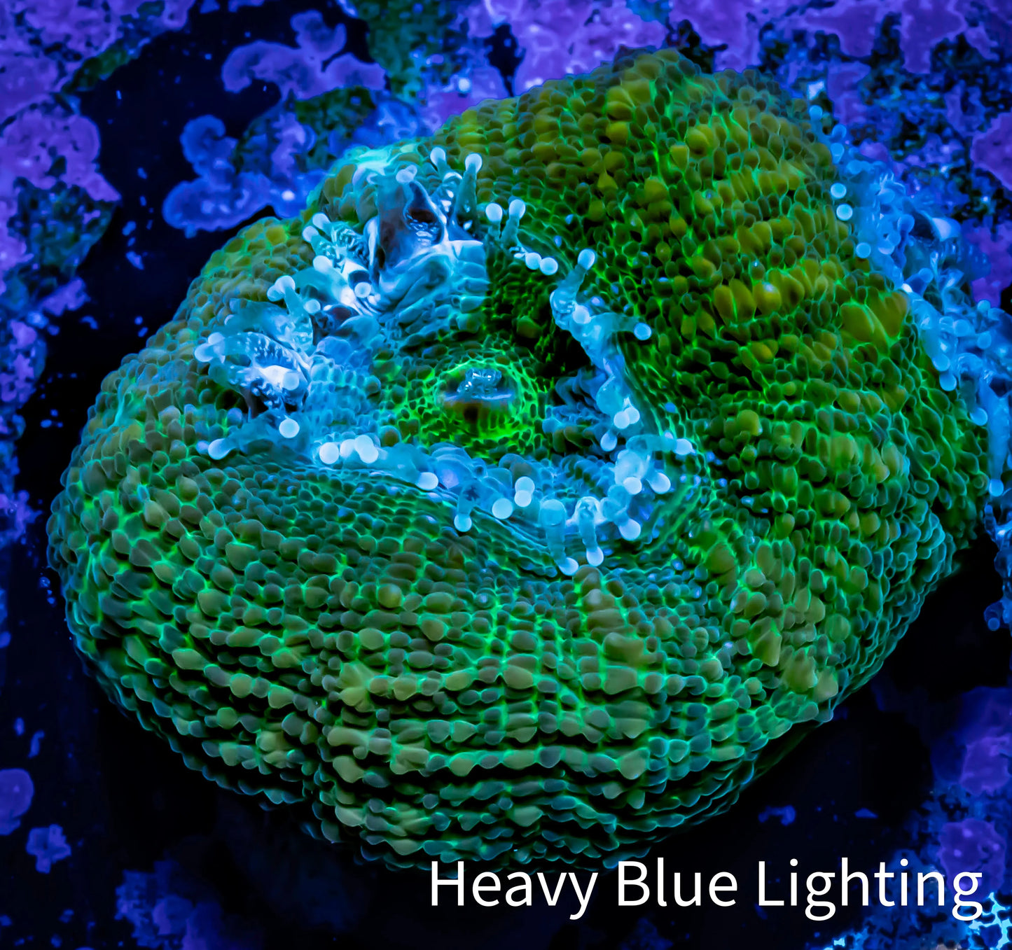 Ultra BowerBanki Coral - Green BowerBanki Frag Ultra BowerBanki Coral - Green BowerBanki Frag LPS Coral Ultra BowerBanki Coral - Green BowerBanki Frag Zeo Box Reef