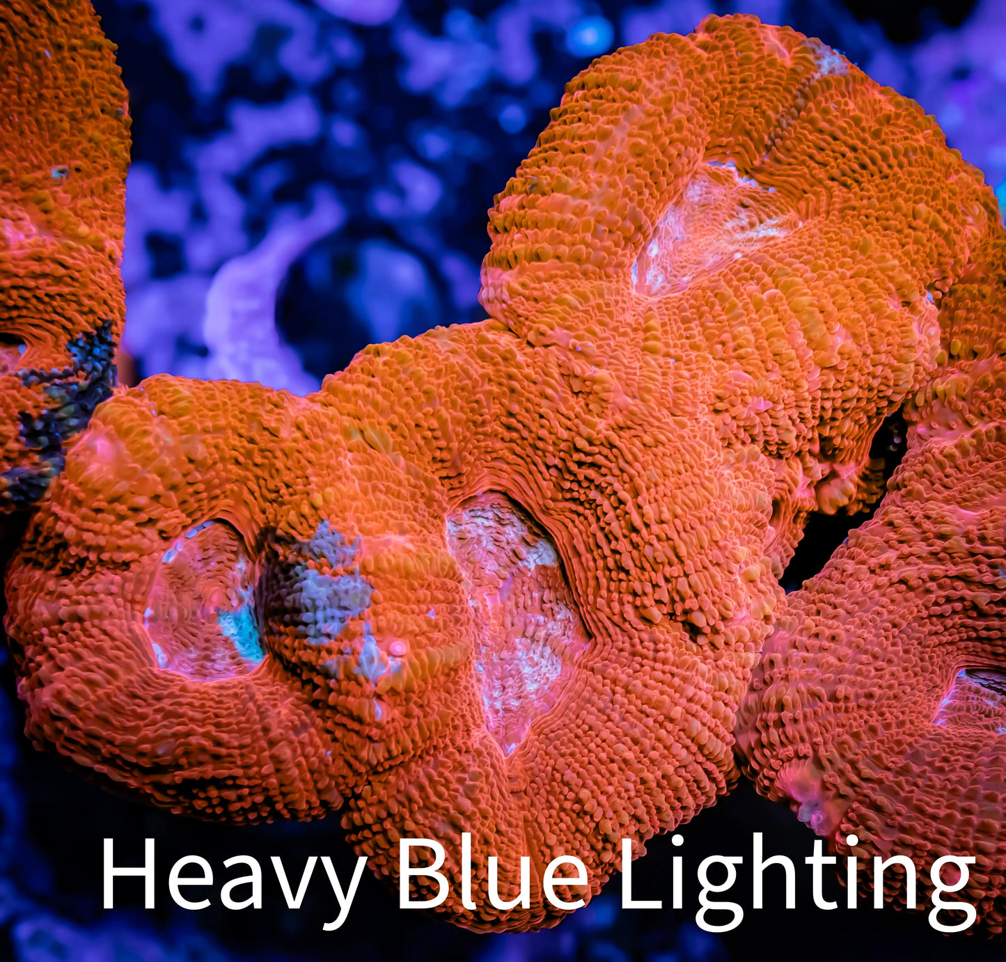 Ultra BowerBanki Coral - WYSIWYG 5cm A2R2B1 Ultra BowerBanki Coral - WYSIWYG 5cm A2R2B1 LPS Coral Ultra BowerBanki Coral - WYSIWYG 5cm A2R2B1 Zeo Box Reef