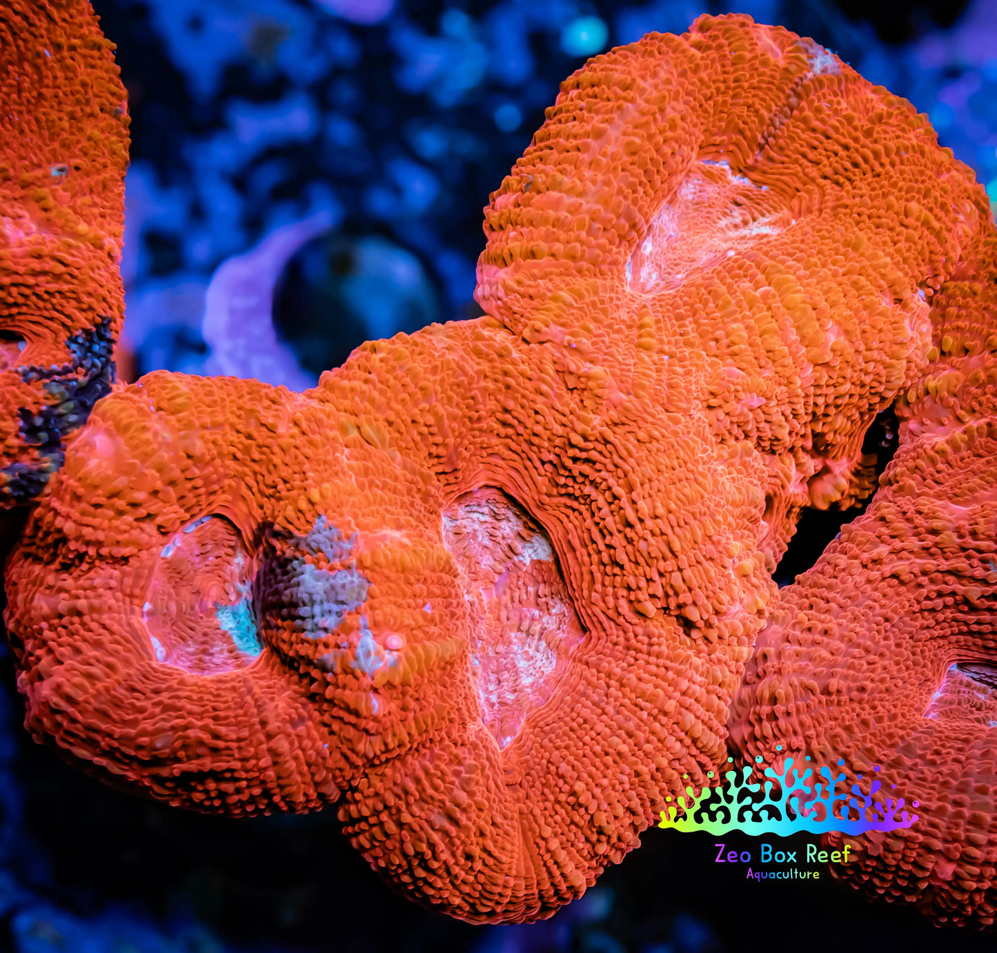 Ultra BowerBanki Coral - WYSIWYG 5cm A2R2B1 Ultra BowerBanki Coral - WYSIWYG 5cm A2R2B1 LPS Coral Ultra BowerBanki Coral - WYSIWYG 5cm A2R2B1 Zeo Box Reef