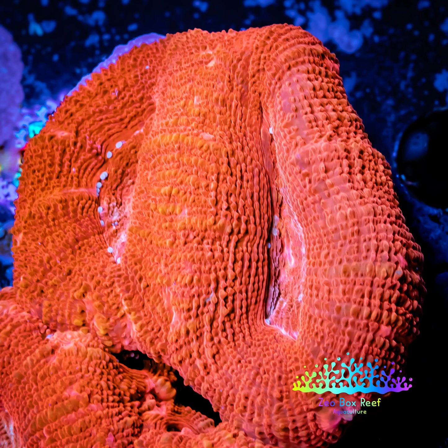 Ultra BowerBanki Coral - WYSIWYG 5cm A3R2B1 Ultra BowerBanki Coral - WYSIWYG 5cm A3R2B1 LPS Coral Ultra BowerBanki Coral - WYSIWYG 5cm A3R2B1 Zeo Box Reef