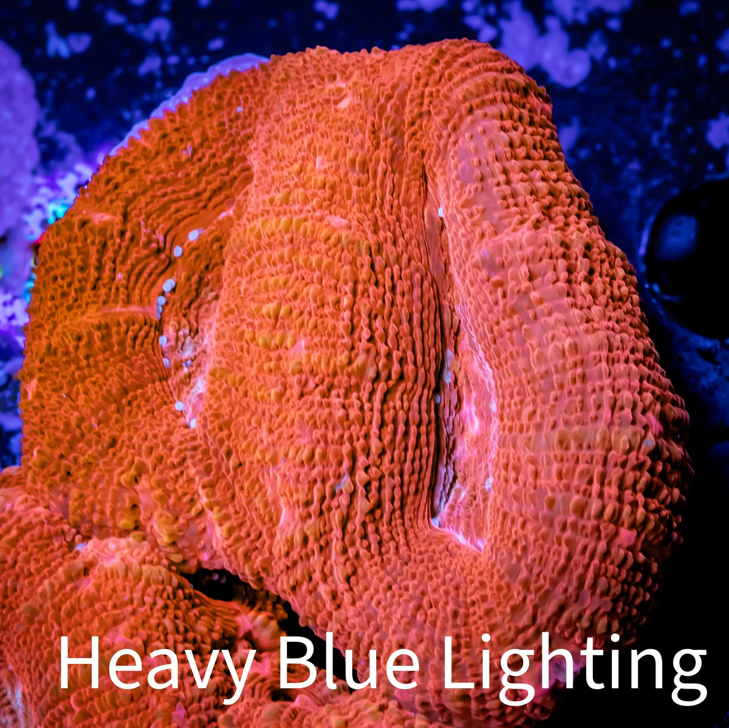 Ultra BowerBanki Coral - WYSIWYG 5cm A3R2B1 Ultra BowerBanki Coral - WYSIWYG 5cm A3R2B1 LPS Coral Ultra BowerBanki Coral - WYSIWYG 5cm A3R2B1 Zeo Box Reef