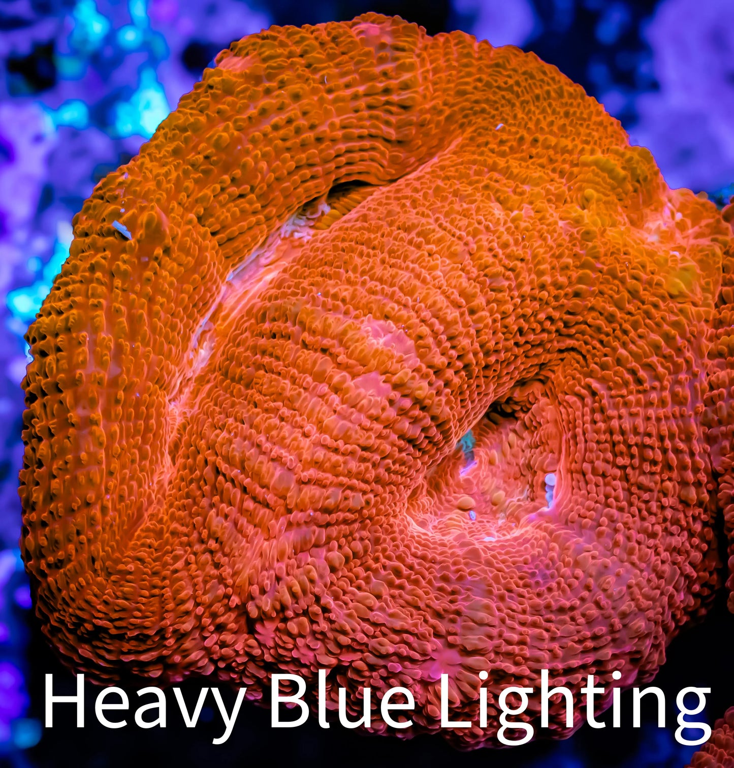Ultra BowerBanki Coral - WYSIWYG 5cm Ultra BowerBanki Coral - WYSIWYG 5cm LPS Coral Ultra BowerBanki Coral - WYSIWYG 5cm Zeo Box Reef