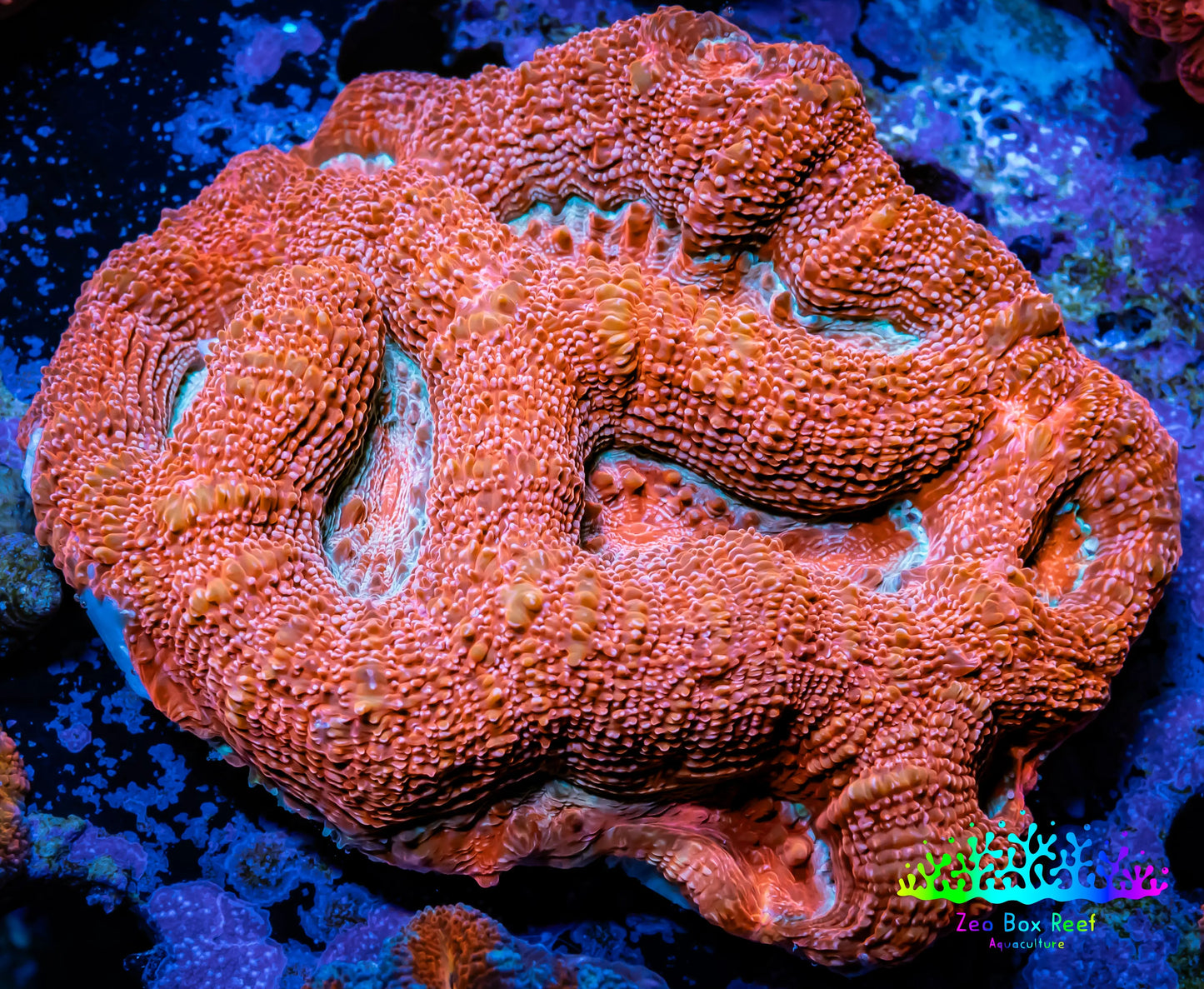 Ultra BowerBanki Coral - WYSIWYG 6cm Ultra BowerBanki Coral - WYSIWYG 6cm LPS Coral Ultra BowerBanki Coral - WYSIWYG 6cm Zeo Box Reef