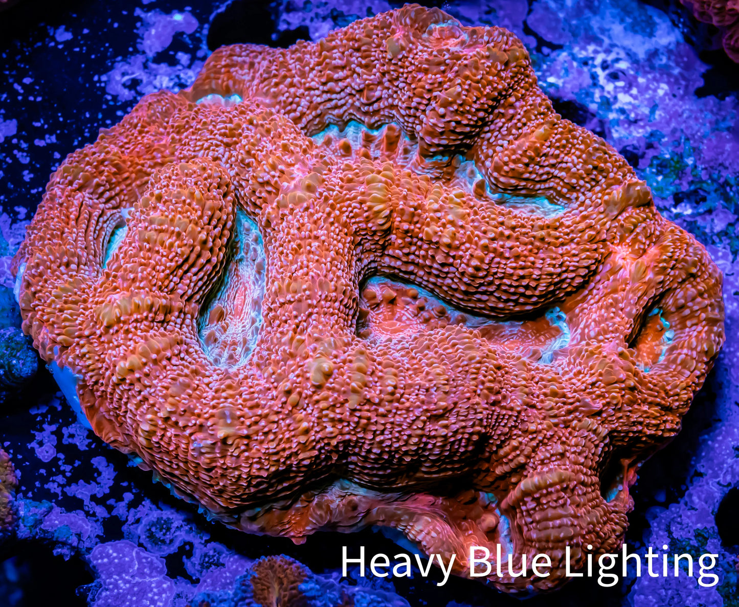 Ultra BowerBanki Coral - WYSIWYG 6cm Ultra BowerBanki Coral - WYSIWYG 6cm LPS Coral Ultra BowerBanki Coral - WYSIWYG 6cm Zeo Box Reef