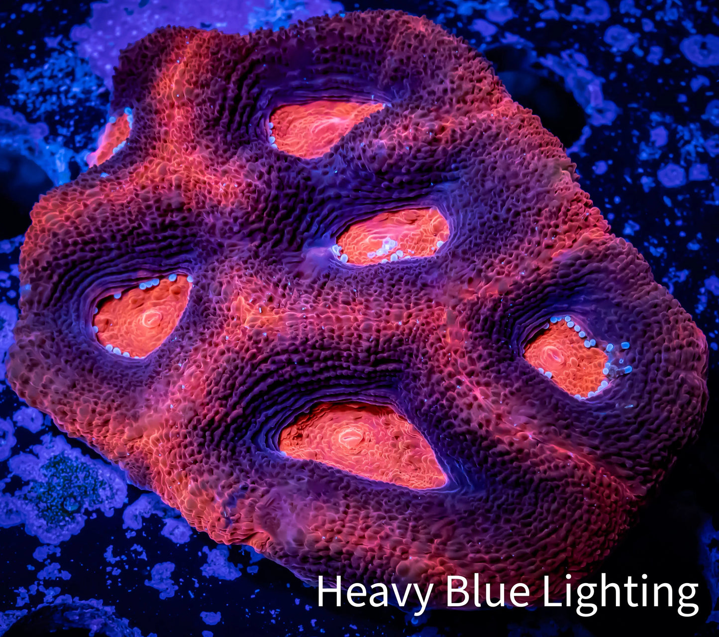 Ultra BowerBanki Coral - WYSIWYG 6cm Ultra BowerBanki Coral - WYSIWYG 6cm LPS Coral Ultra BowerBanki Coral - WYSIWYG 6cm Zeo Box Reef