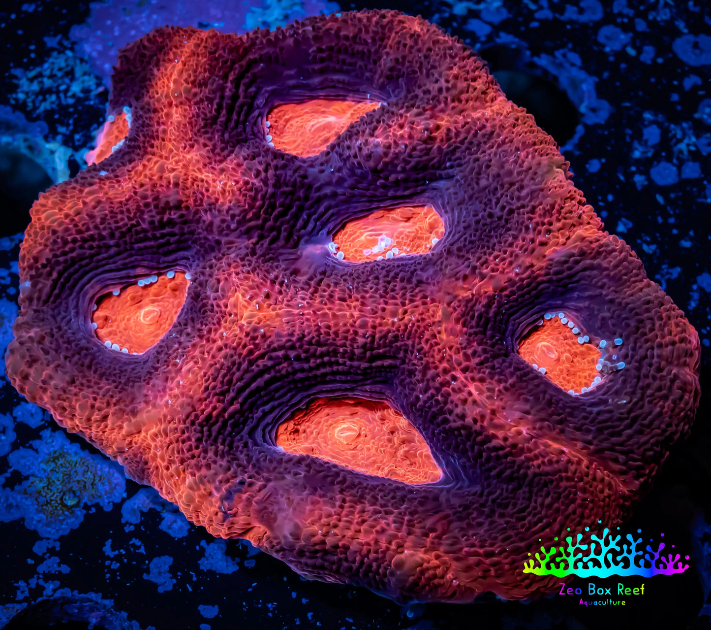 Ultra BowerBanki Coral - WYSIWYG 6cm Ultra BowerBanki Coral - WYSIWYG 6cm LPS Coral Ultra BowerBanki Coral - WYSIWYG 6cm Zeo Box Reef