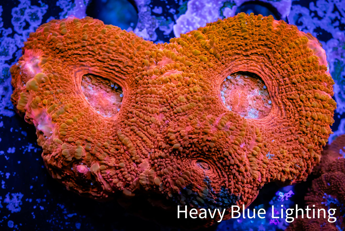 Ultra BowerBanki Coral - WYSIWYG 6cm Ultra BowerBanki Coral - WYSIWYG 6cm LPS Coral Ultra BowerBanki Coral - WYSIWYG 6cm Zeo Box Reef