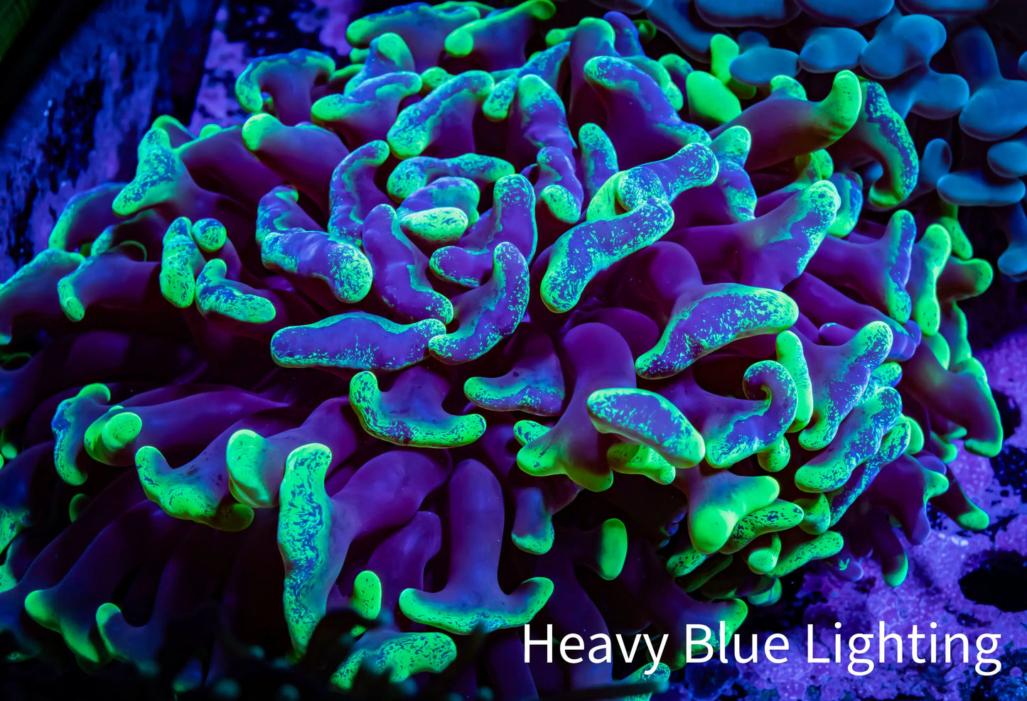 Ultra Branching Blotch Hammer Coral WYSIWYG 8cm A1R5B1 (Copy) Ultra Branching Blotch Hammer Coral WYSIWYG 8cm A1R5B1 (Copy) Aquarium Decor Ultra Branching Blotch Hammer Coral WYSIWYG 8cm A1R5B1 (Copy) Zeo Box Reef