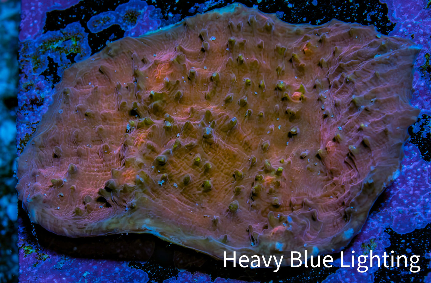 Ultra Chalice Coral 4cm WYSIWYG Ultra Chalice Coral 4cm WYSIWYG LPS Ultra Chalice Coral 4cm WYSIWYG Zeo Box Reef