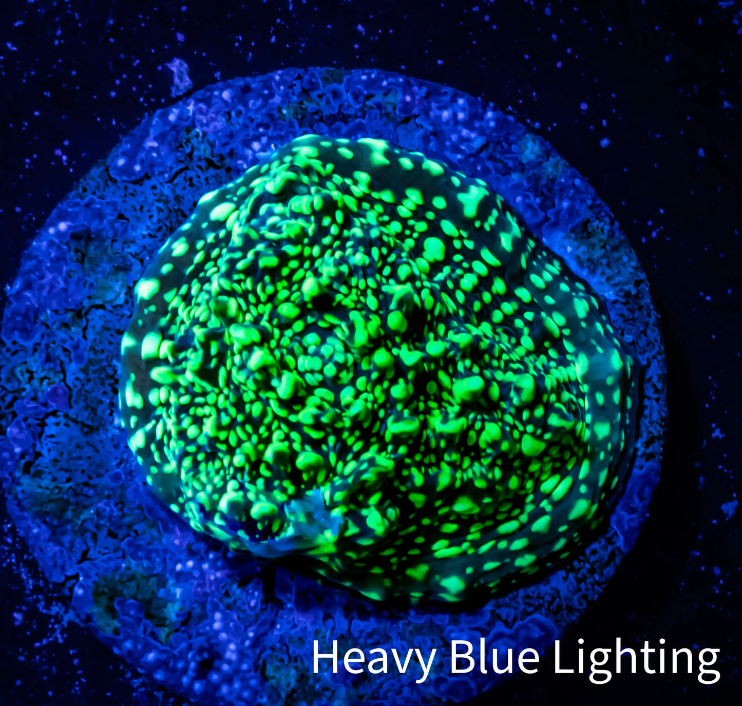 Ultra Chalice Coral- Acid Rain Chalice Frag WYSIWYG Ultra Chalice Coral- Acid Rain Chalice Frag WYSIWYG LPS Ultra Chalice Coral- Acid Rain Chalice Frag WYSIWYG Zeo Box Reef
