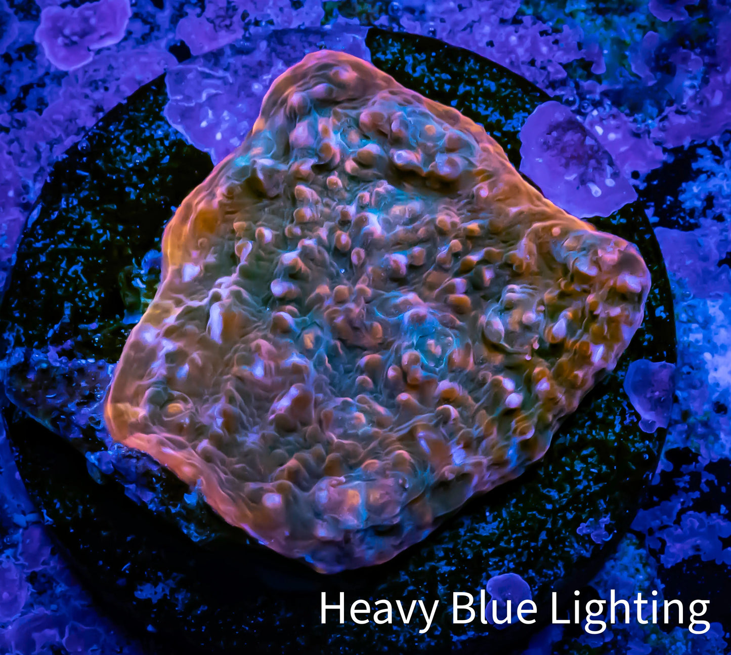 Ultra Chalice Coral- Chalice Frag WYSIWYG A1R5B1 Ultra Chalice Coral- Chalice Frag WYSIWYG A1R5B1 LPS Ultra Chalice Coral- Chalice Frag WYSIWYG A1R5B1 Zeo Box Reef