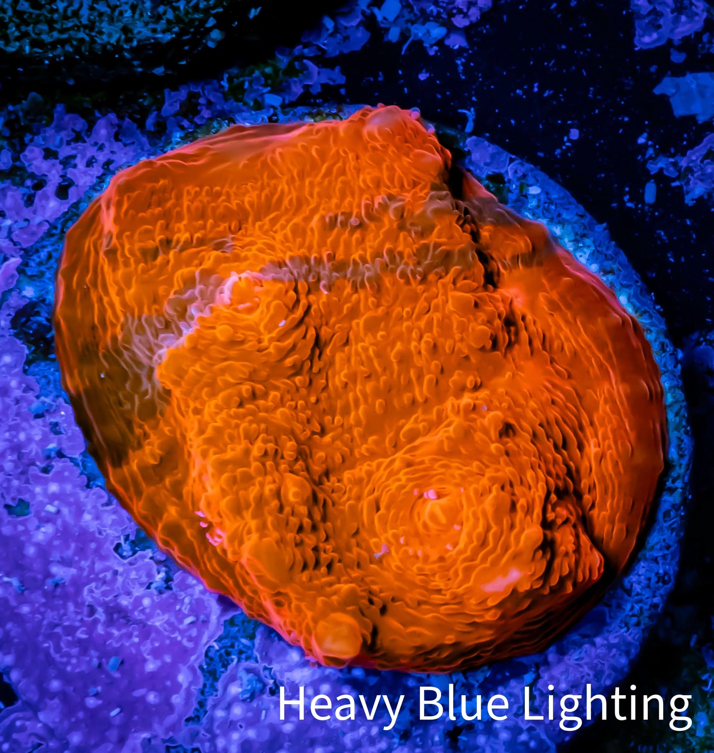 Ultra Chalice Coral- Chalice Frag WYSIWYG C1R5B1 Ultra Chalice Coral- Chalice Frag WYSIWYG C1R5B1 LPS Ultra Chalice Coral- Chalice Frag WYSIWYG C1R5B1 Zeo Box Reef
