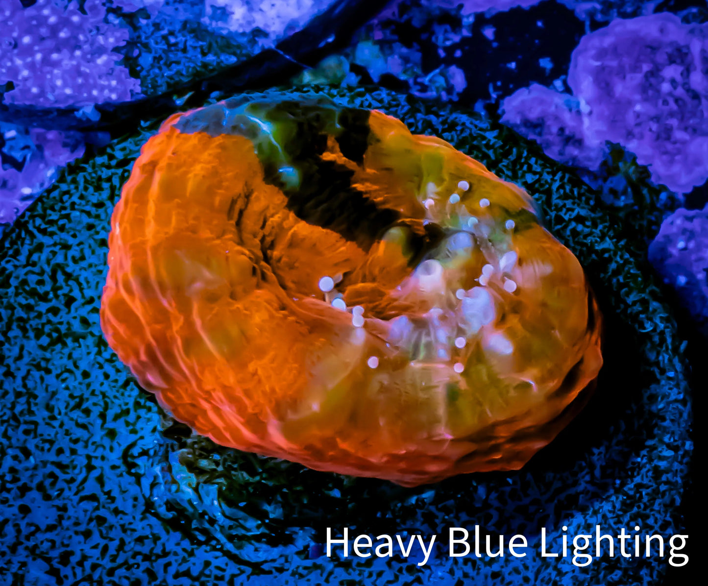 Ultra Chalice Coral- Chalice Frag WYSIWYG C2R5B1 Ultra Chalice Coral- Chalice Frag WYSIWYG C2R5B1 LPS Ultra Chalice Coral- Chalice Frag WYSIWYG C2R5B1 Zeo Box Reef