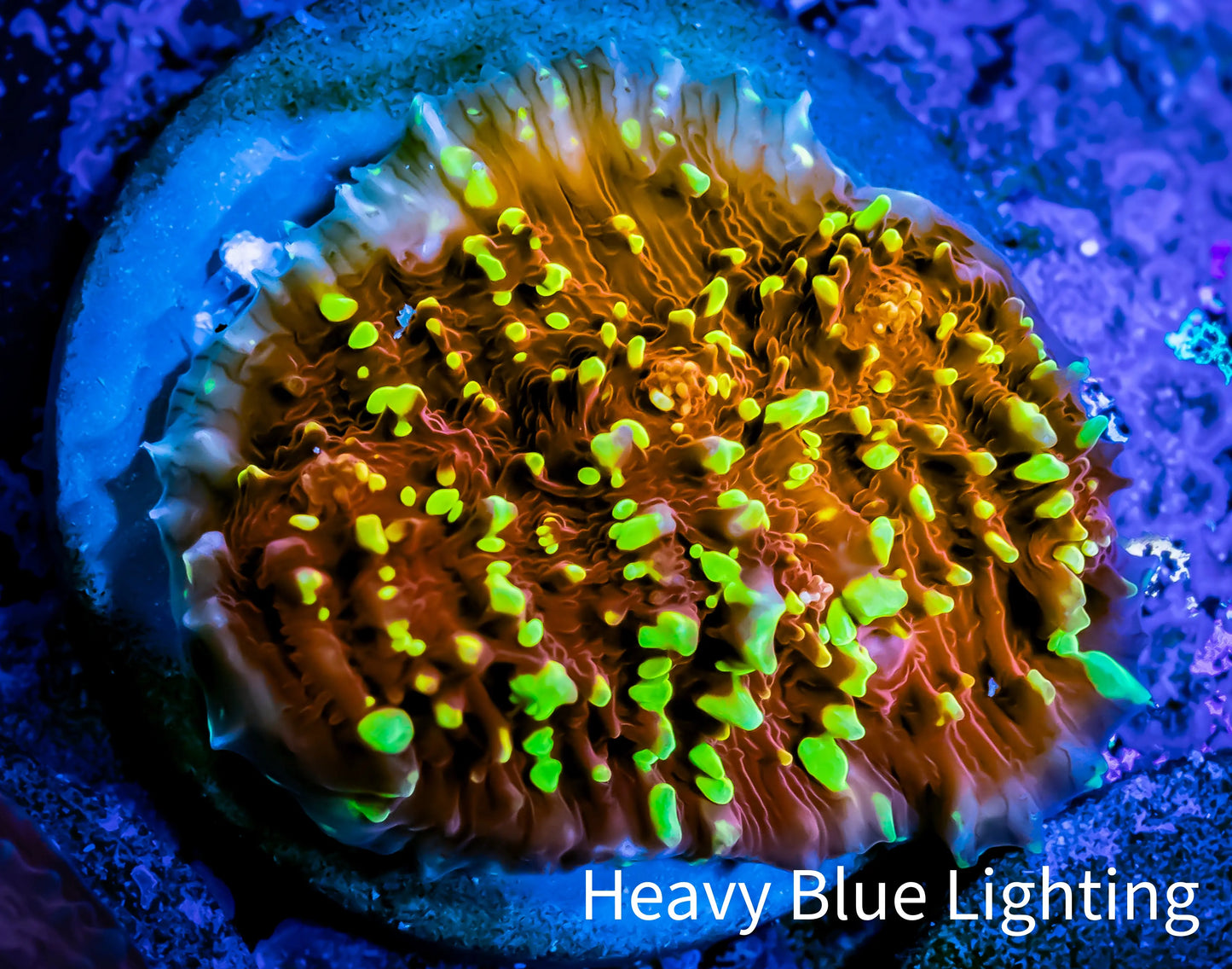 Ultra Chalice Coral- Flamethrower 🔥 WYSIWYG Frag Ultra Chalice Coral- Flamethrower 🔥 WYSIWYG Frag LPS Ultra Chalice Coral- Flamethrower 🔥 WYSIWYG Frag Zeo Box Reef