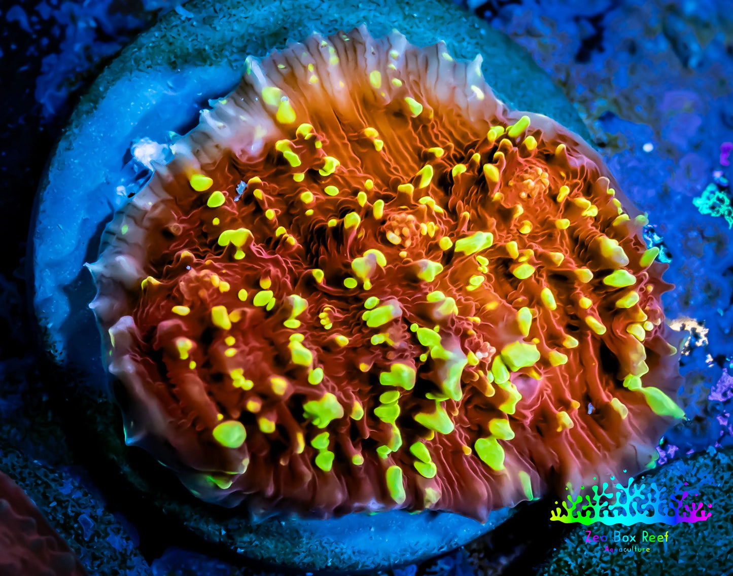 Ultra Chalice Coral- Flamethrower 🔥 WYSIWYG Frag Ultra Chalice Coral- Flamethrower 🔥 WYSIWYG Frag LPS Ultra Chalice Coral- Flamethrower 🔥 WYSIWYG Frag Zeo Box Reef