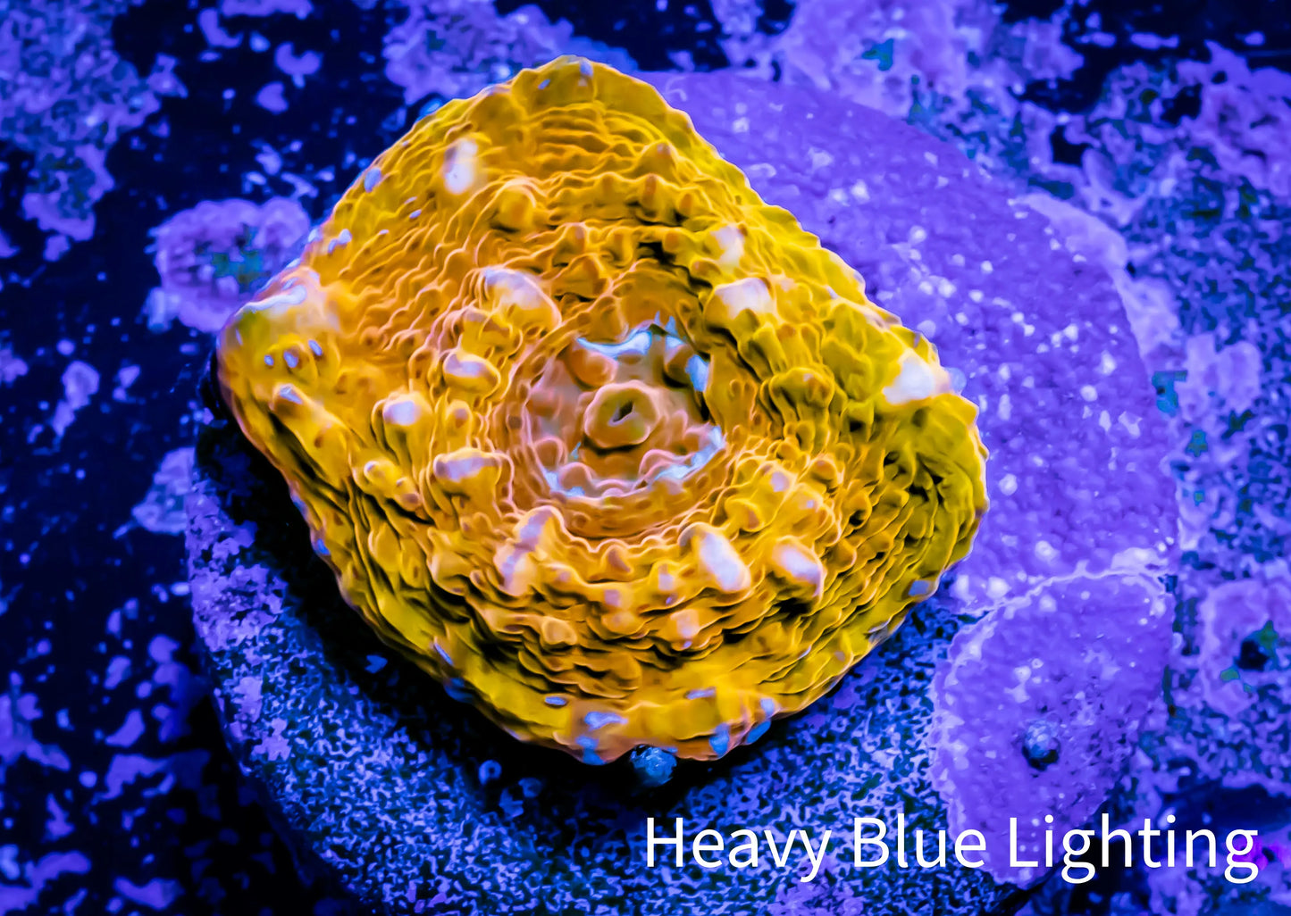 Ultra Chalice Coral- Frag WYSIWYG A1R4B1 Ultra Chalice Coral- Frag WYSIWYG A1R4B1 LPS Ultra Chalice Coral- Frag WYSIWYG A1R4B1 Zeo Box Reef