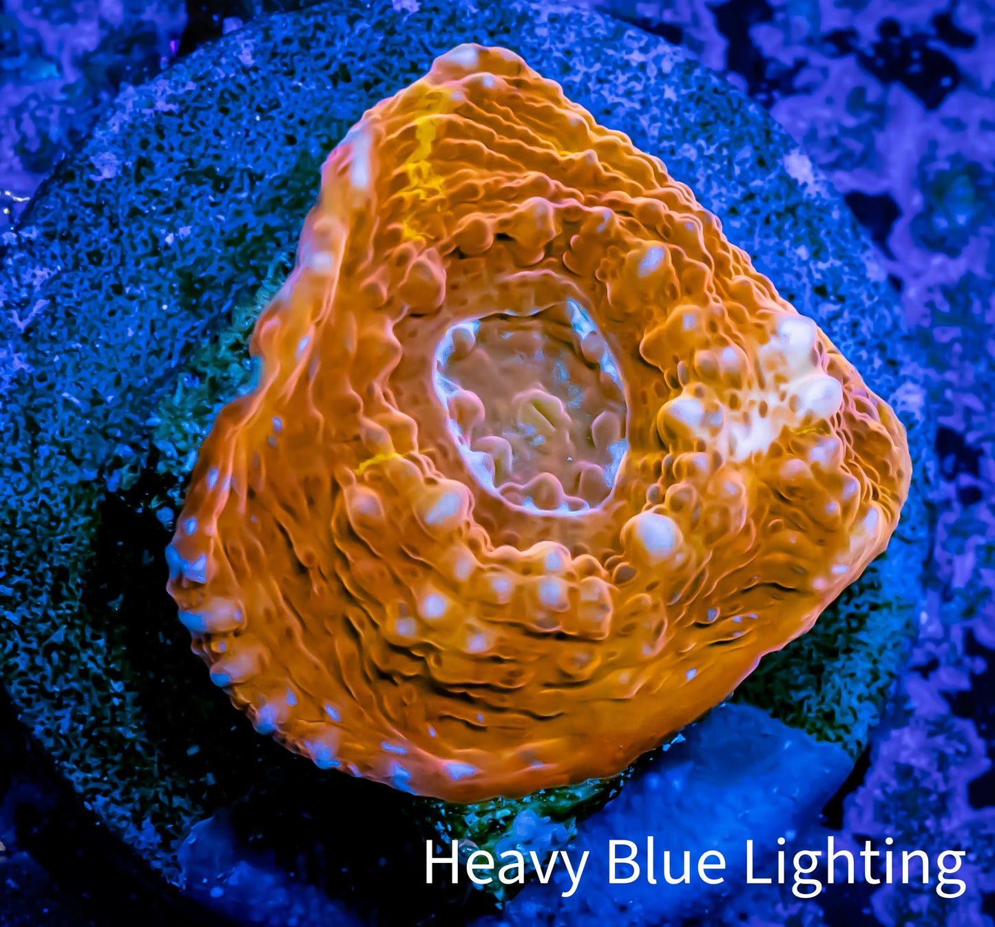 Ultra Chalice Coral- Frag WYSIWYG A2R4B1 Ultra Chalice Coral- Frag WYSIWYG A2R4B1 LPS Ultra Chalice Coral- Frag WYSIWYG A2R4B1 Zeo Box Reef
