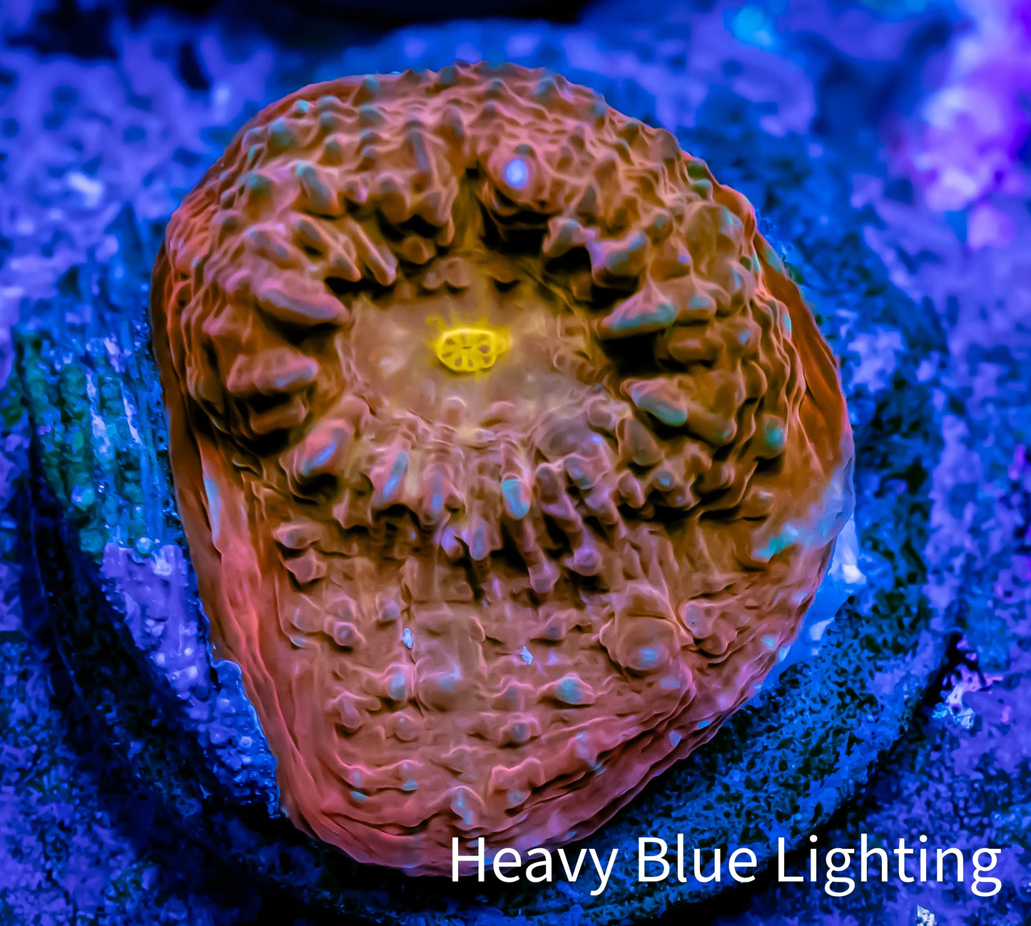 Ultra Chalice Coral- Frag WYSIWYG B1R4B1 Ultra Chalice Coral- Frag WYSIWYG B1R4B1 LPS Ultra Chalice Coral- Frag WYSIWYG B1R4B1 Zeo Box Reef