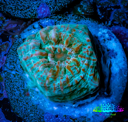 Ultra Chalice Coral- Frag WYSIWYG C4R5B1 Ultra Chalice Coral- Frag WYSIWYG C4R5B1 LPS Ultra Chalice Coral- Frag WYSIWYG C4R5B1 Zeo Box Reef