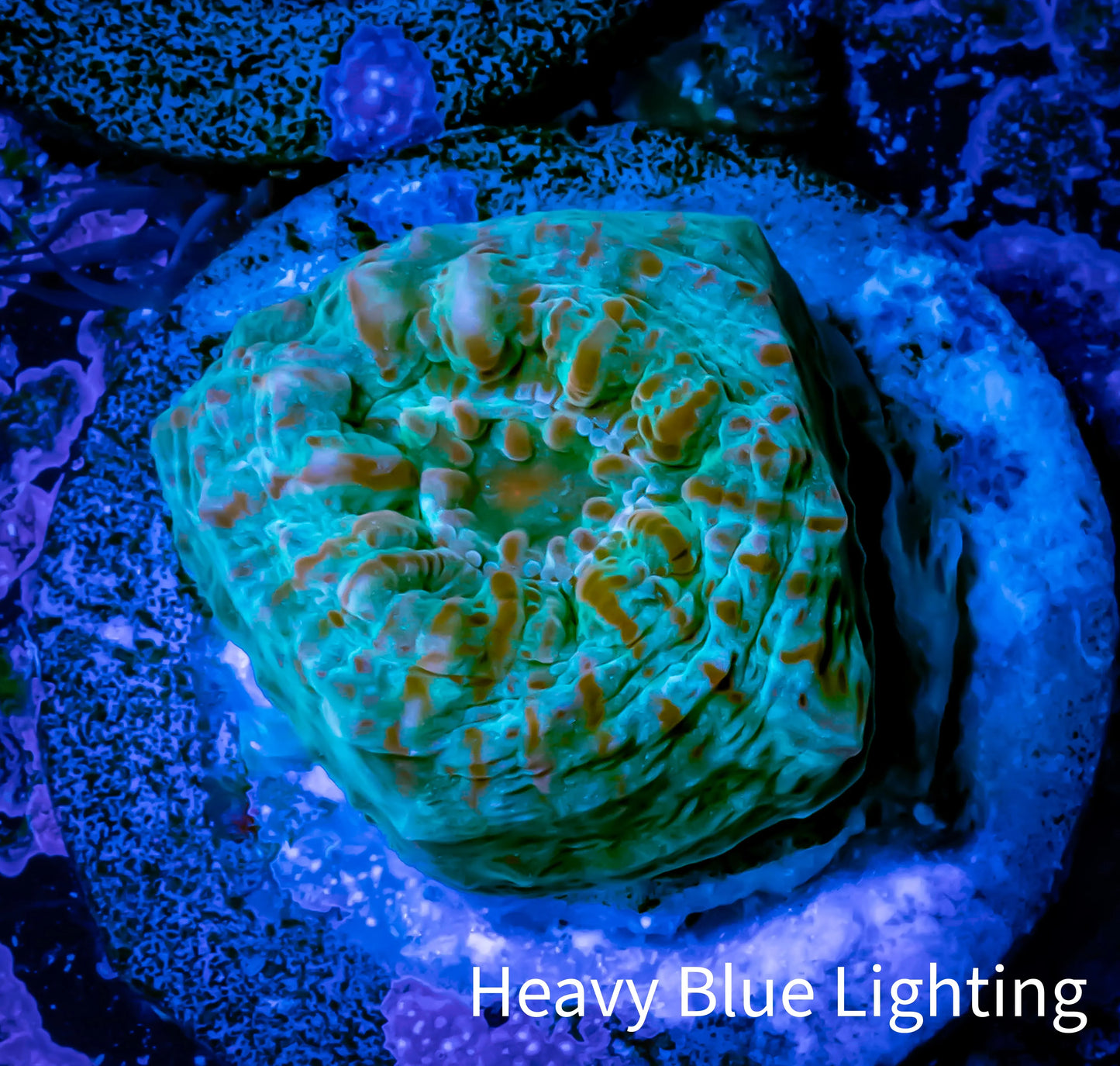 Ultra Chalice Coral- Frag WYSIWYG C4R5B1 Ultra Chalice Coral- Frag WYSIWYG C4R5B1 LPS Ultra Chalice Coral- Frag WYSIWYG C4R5B1 Zeo Box Reef