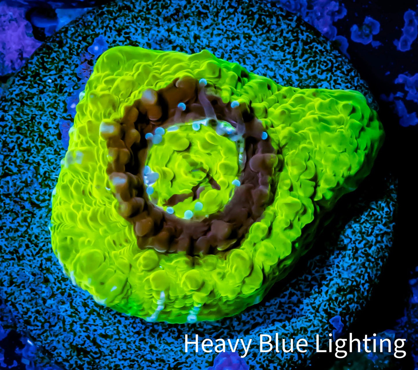 Ultra Chalice Coral- Frag WYSIWYG C5R5B1 Ultra Chalice Coral- Frag WYSIWYG C5R5B1 LPS Ultra Chalice Coral- Frag WYSIWYG C5R5B1 Zeo Box Reef