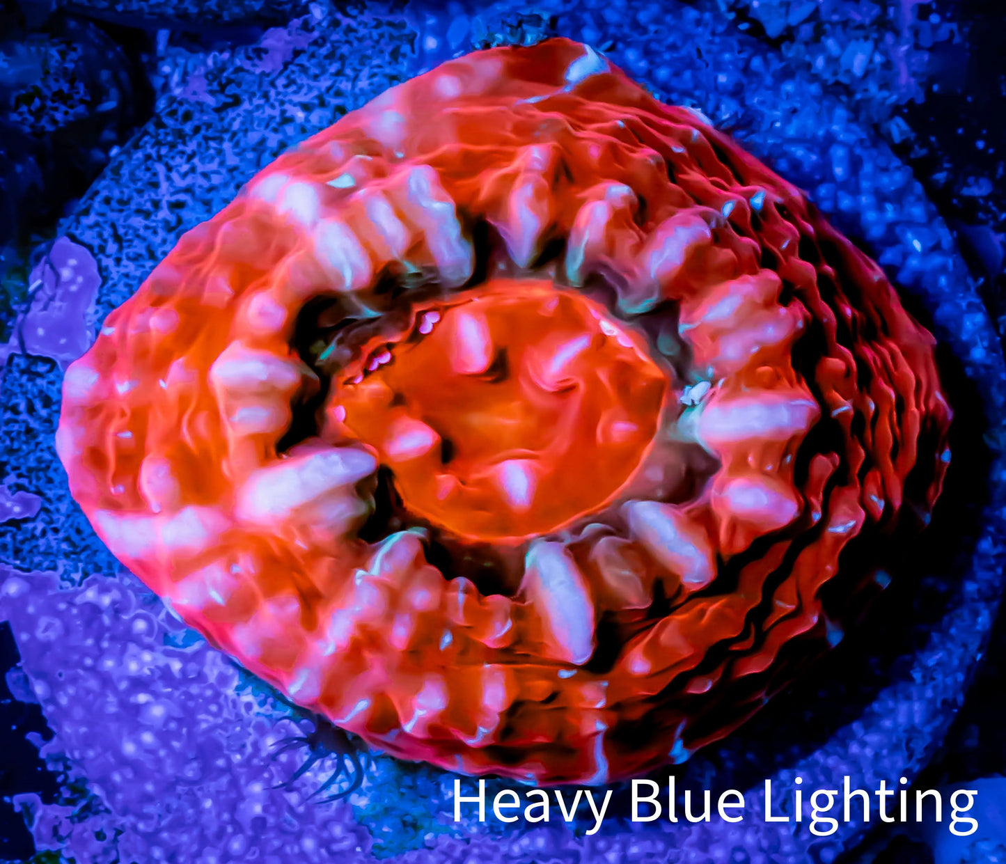 Ultra Chalice Coral- Frag WYSIWYG C6R5B1 Ultra Chalice Coral- Frag WYSIWYG C6R5B1 LPS Ultra Chalice Coral- Frag WYSIWYG C6R5B1 Zeo Box Reef