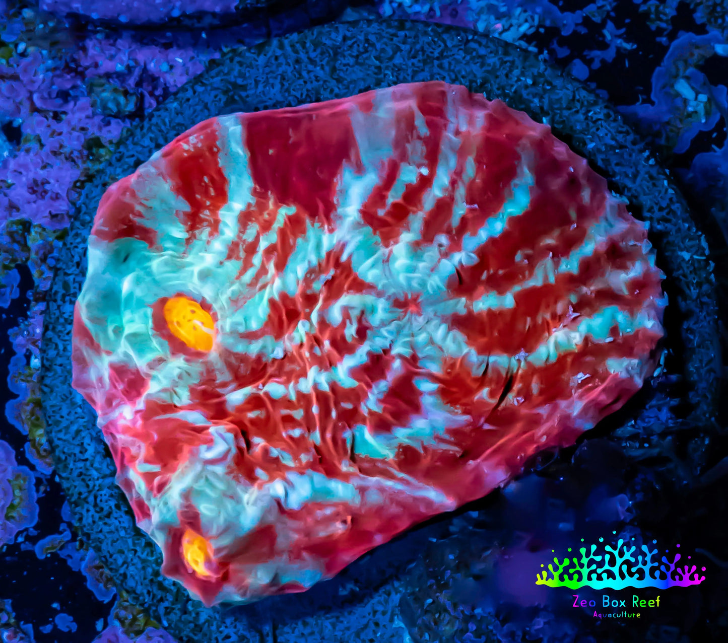 Ultra Chalice Coral- Frag WYSIWYG C7R5B1 Ultra Chalice Coral- Frag WYSIWYG C7R5B1 LPS Ultra Chalice Coral- Frag WYSIWYG C7R5B1 Zeo Box Reef