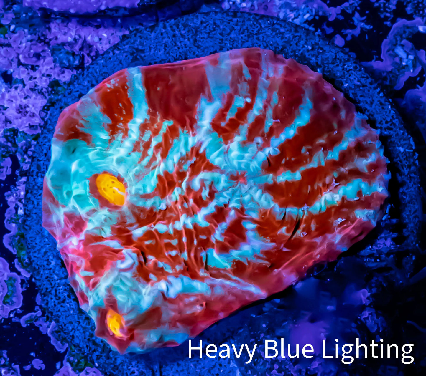 Ultra Chalice Coral- Frag WYSIWYG C7R5B1 Ultra Chalice Coral- Frag WYSIWYG C7R5B1 LPS Ultra Chalice Coral- Frag WYSIWYG C7R5B1 Zeo Box Reef