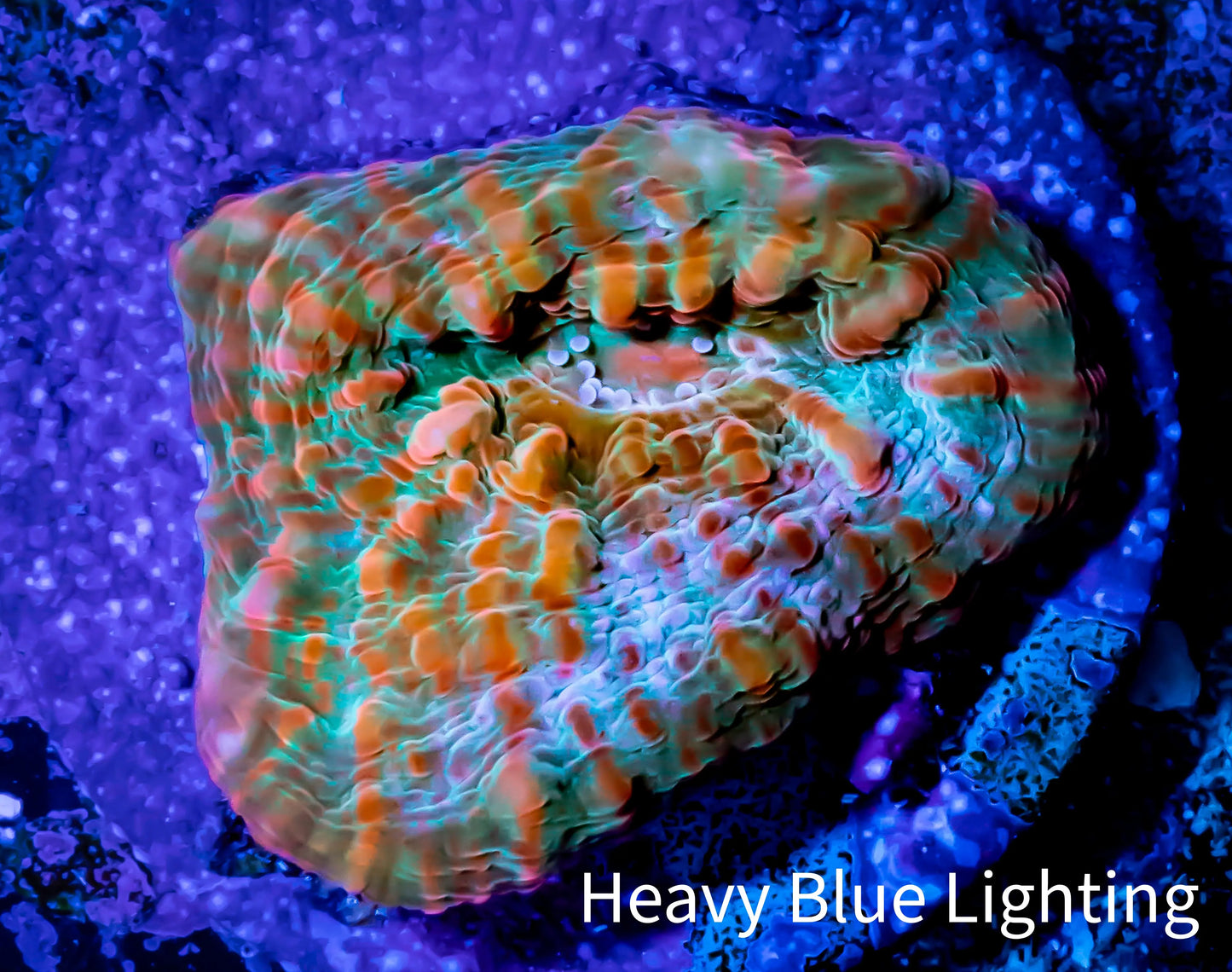 Ultra Chalice Coral- Frag WYSIWYG C8R5B1 Ultra Chalice Coral- Frag WYSIWYG C8R5B1 LPS Ultra Chalice Coral- Frag WYSIWYG C8R5B1 Zeo Box Reef