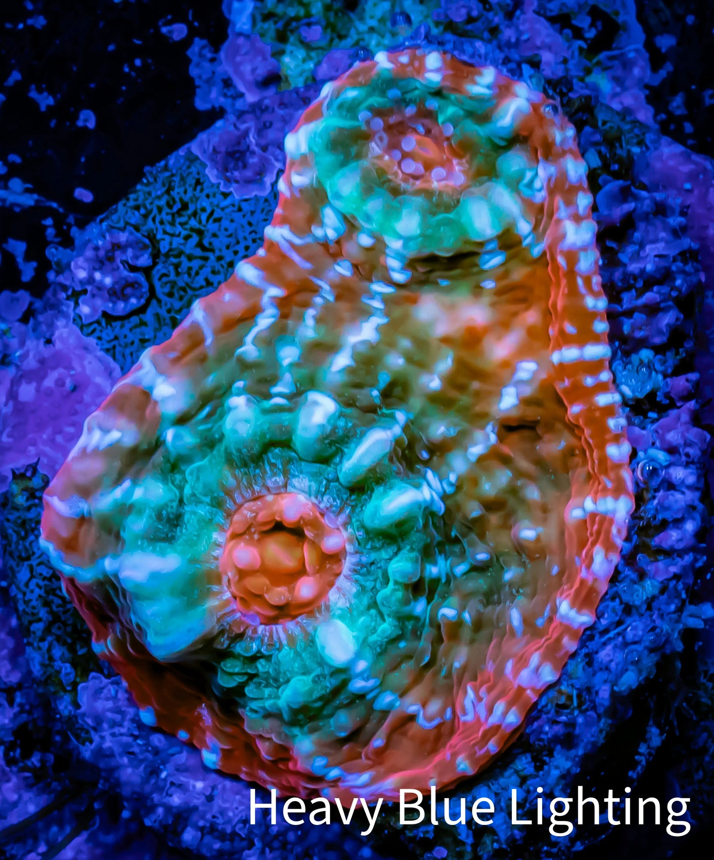 Ultra Chalice Coral- Frag WYSIWYG C8R5B1 Ultra Chalice Coral- Frag WYSIWYG C8R5B1 LPS Ultra Chalice Coral- Frag WYSIWYG C8R5B1 Zeo Box Reef
