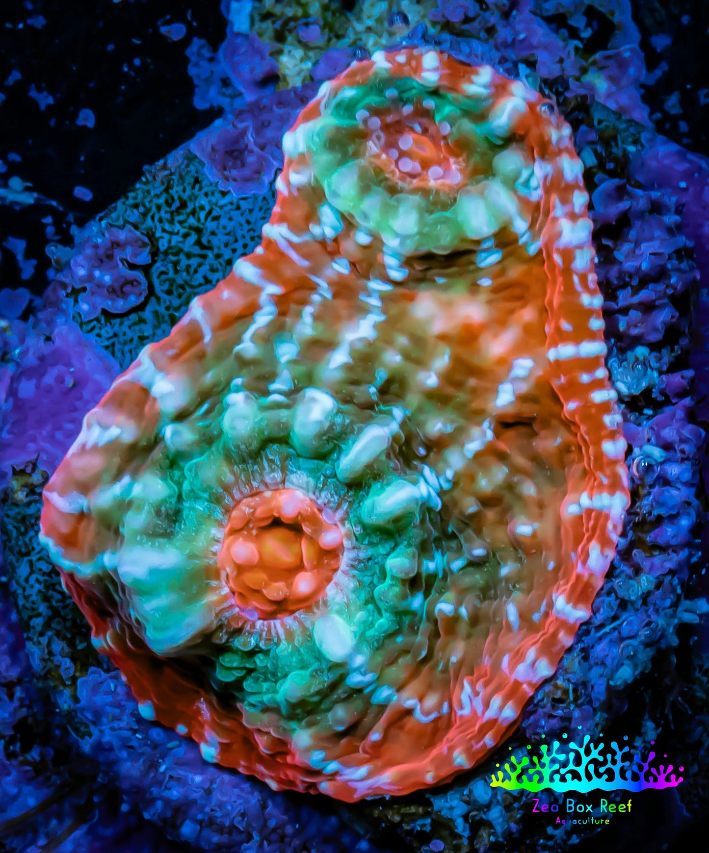 Ultra Chalice Coral- Frag WYSIWYG C8R5B1 Ultra Chalice Coral- Frag WYSIWYG C8R5B1 LPS Ultra Chalice Coral- Frag WYSIWYG C8R5B1 Zeo Box Reef