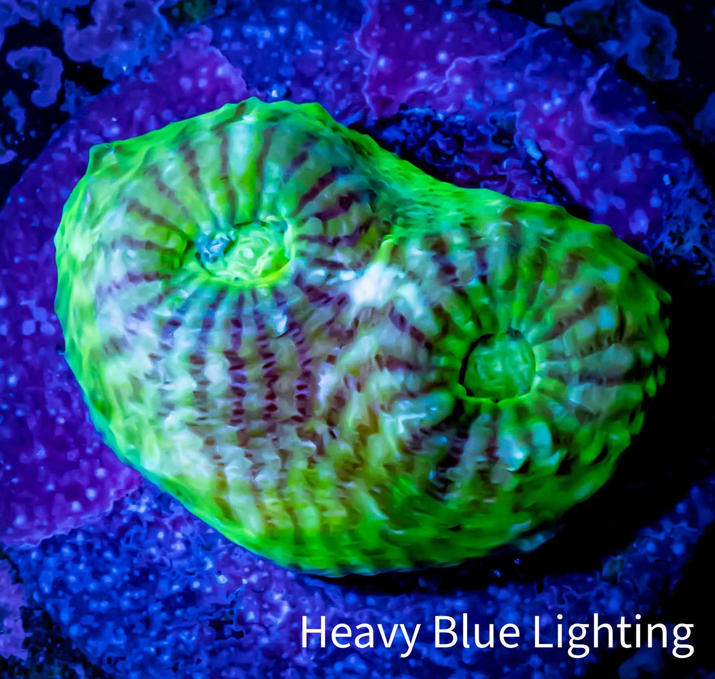 Ultra Chalice Coral- Frag WYSIWYG C9R5B1 Ultra Chalice Coral- Frag WYSIWYG C9R5B1 LPS Ultra Chalice Coral- Frag WYSIWYG C9R5B1 Zeo Box Reef