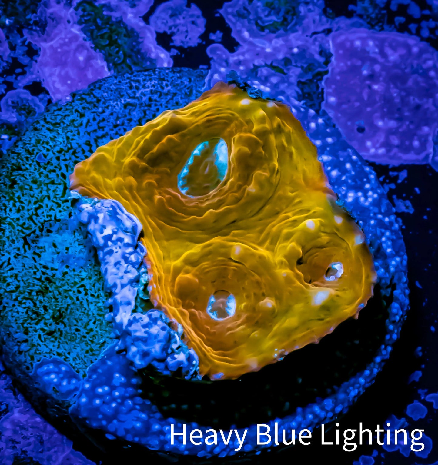Ultra Chalice Coral- Frag WYSIWYG D1R5B1 Ultra Chalice Coral- Frag WYSIWYG D1R5B1 LPS Ultra Chalice Coral- Frag WYSIWYG D1R5B1 Zeo Box Reef