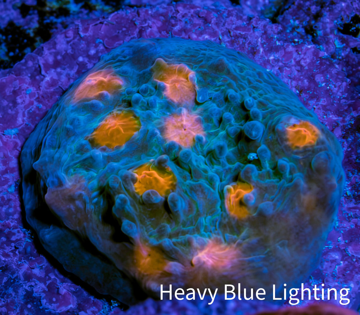 Ultra Chalice Coral Frag WYSIWYG Ultra Chalice Coral Frag WYSIWYG LPS Ultra Chalice Coral Frag WYSIWYG Zeo Box Reef