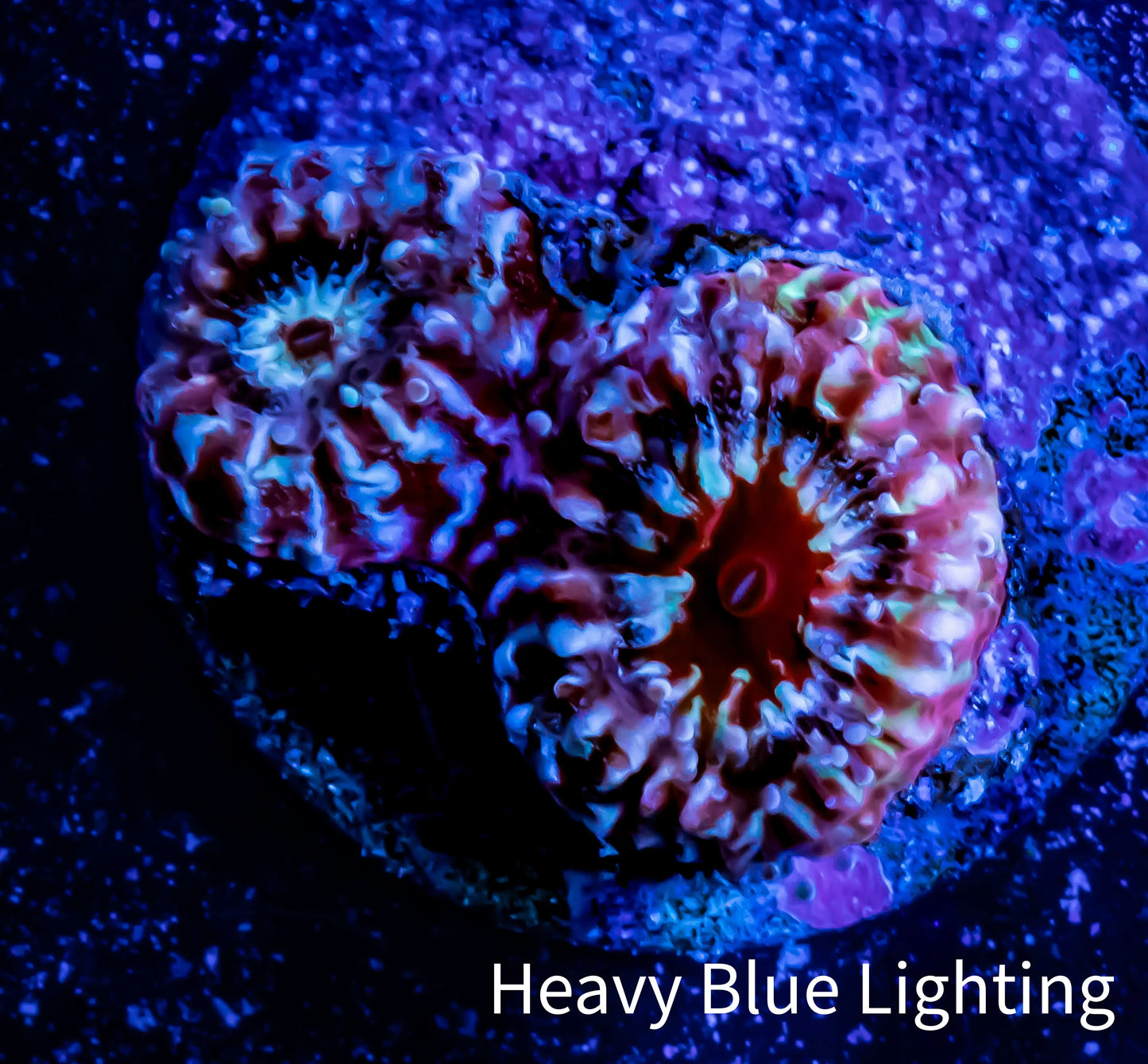 Ultra Chalice Coral- Frag WYSIWYG Ultra Chalice Coral- Frag WYSIWYG LPS Ultra Chalice Coral- Frag WYSIWYG Zeo Box Reef