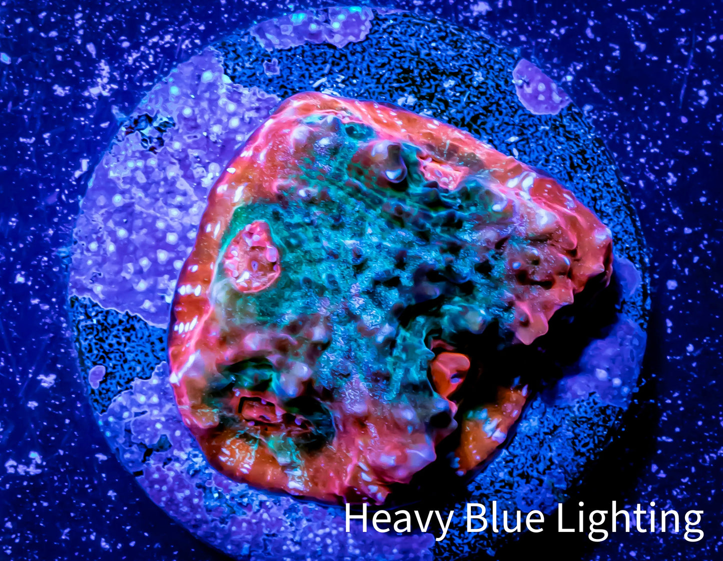 Ultra Chalice Coral- Frag WYSIWYG Ultra Chalice Coral- Frag WYSIWYG LPS Ultra Chalice Coral- Frag WYSIWYG Zeo Box Reef